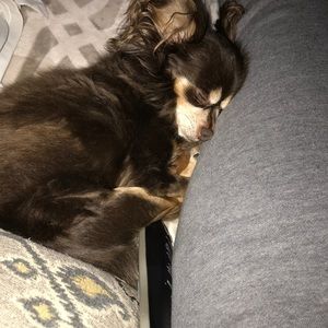 Meet your Posher, Annie